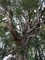 金刀比羅神社の自然