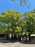 亀戸 香取神社の自然