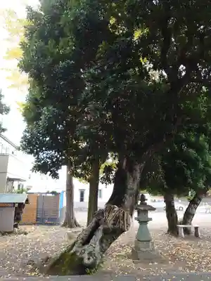 小土神社の自然