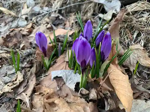 留辺蘂神社の自然