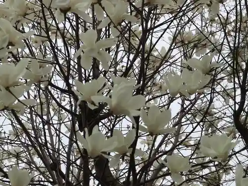 出町妙音堂の自然