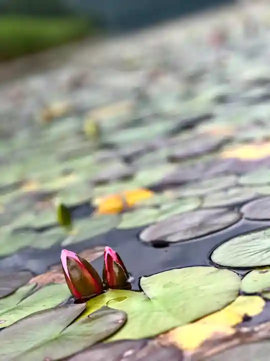 仁科神社(長野県)