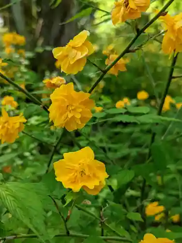 松尾大社(京都府)