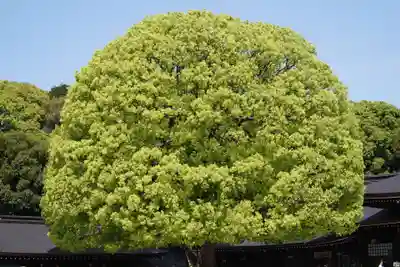 明治神宮(東京都)