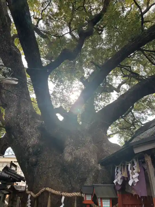 三島神社の{uncategorized: "未分類", other: "その他", undefined: "問題あり", building: "その他建物", grave: "お墓", sacred_gate: "鳥居", guardian: "狛犬", statue: "像", buddha: "仏像", history: "歴史", nature: "自然", garden: "庭園", animal: "動物", pagoda: "塔", temizu: "手水舎", mountain_gate: "山門・神門", sanctuary: "本殿・本堂", subordinate: "末社・摂社", art: "芸術", scenery: "景色", jizo: "地蔵", ema: "絵馬", goshuin: "御朱印", omikuji: "おみくじ", items: "授与品その他", amulet: "お守り", goshuincho: "御朱印帳", eats: "食事", festival: "お祭り", votive_dance: "神楽", shichigosan: "七五三参", wedding: "結婚式", experience: "体験その他", initially: "初詣", around: "周辺", anti_infection: "感染症対策"}