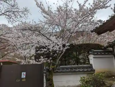 勝持寺（花の寺）(京都府)