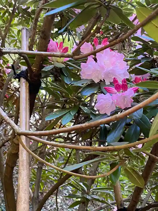 岡寺(龍蓋寺)の自然