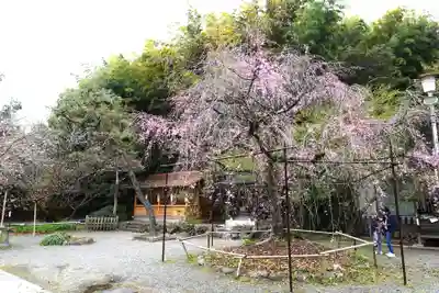 平野神社(京都府)