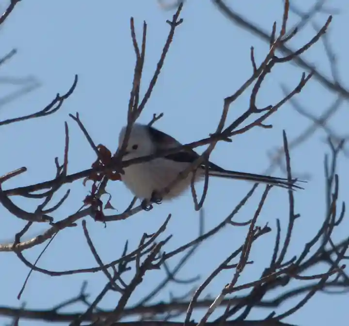 留辺蘂神社の動物