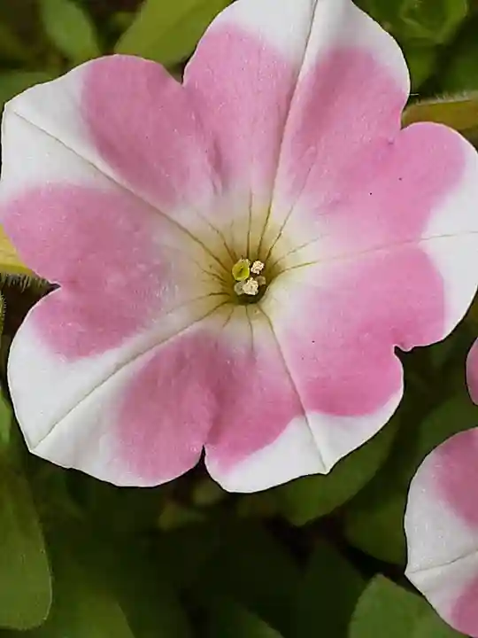 伏木香取神社の自然