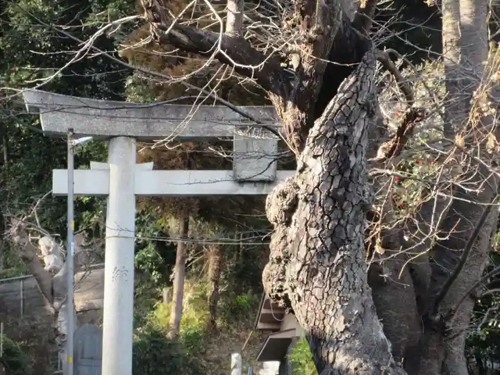 熊野神社(杉田・中原)の鳥居