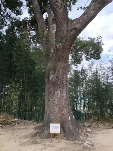 荒見神社の自然