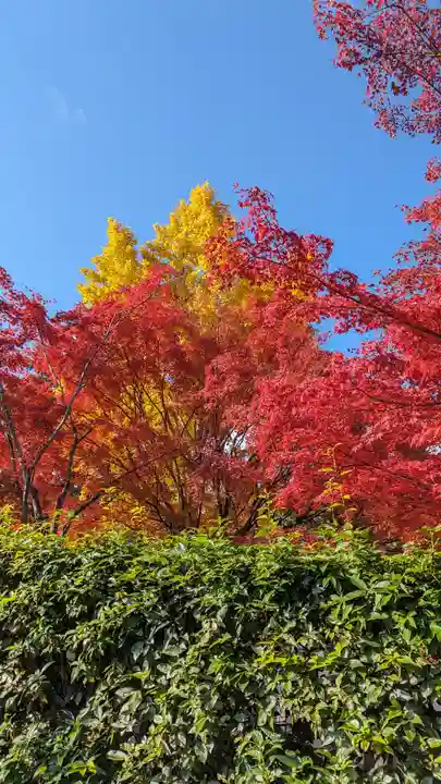 西雲院(京都府)