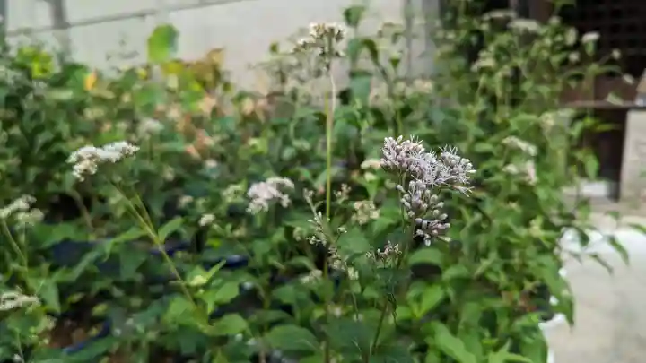行願寺(革堂)(京都府)