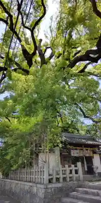新熊野神社の自然