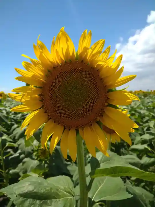 道通神社の周辺