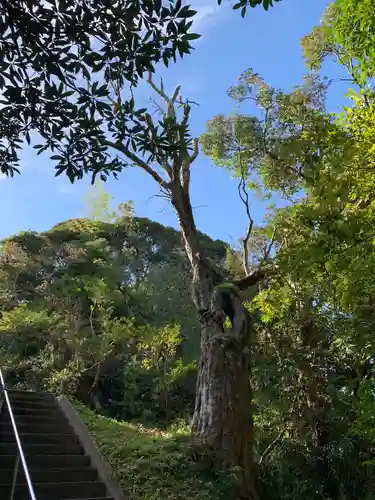 熊野神社の自然