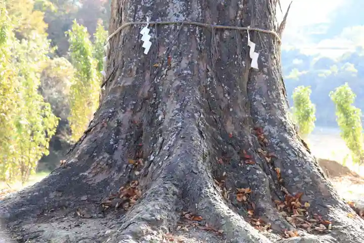 阿久津「田村神社」(郡山市阿久津町)旧社名:伊豆箱根三嶋三社の自然