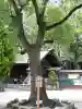 神明社(桜神明社)(愛知県)