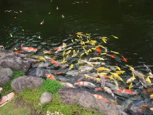 身曾岐神社の動物