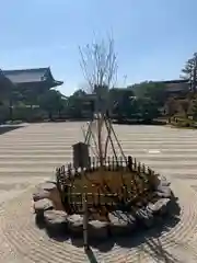 仁和寺の庭園