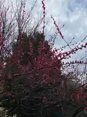 牛天神北野神社の自然