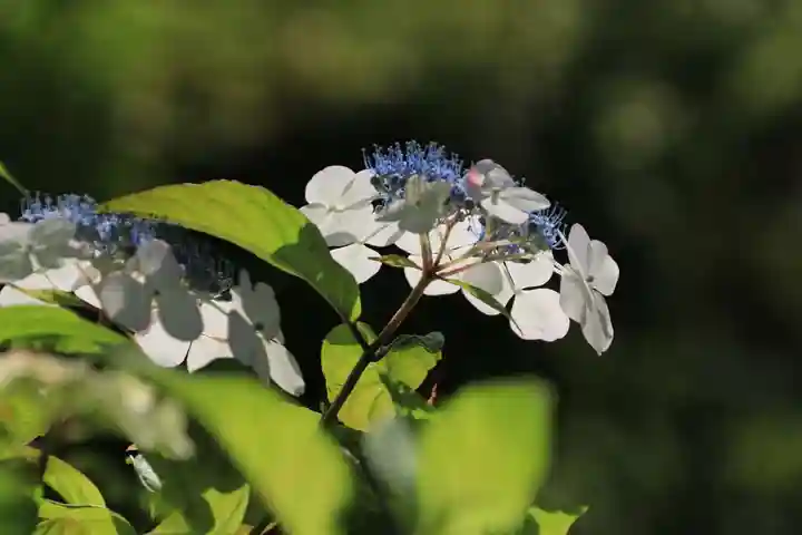 豊景神社の自然
