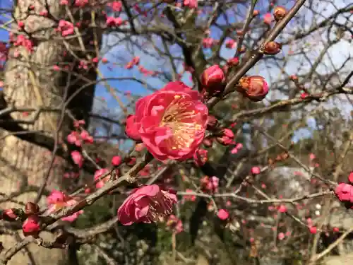 北野天満宮(京都府)