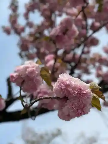 靖國神社の自然