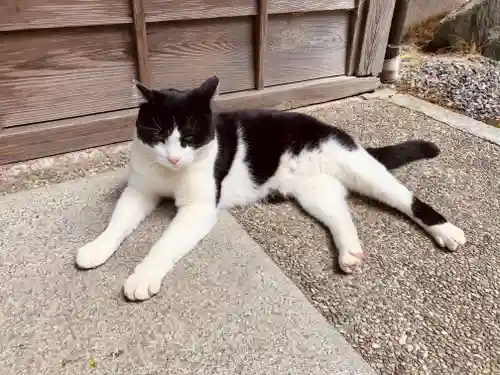 荒木神社の動物