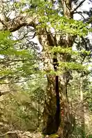 篠山神社(愛媛県)