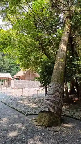 伊雜宮（皇大神宮別宮）の自然