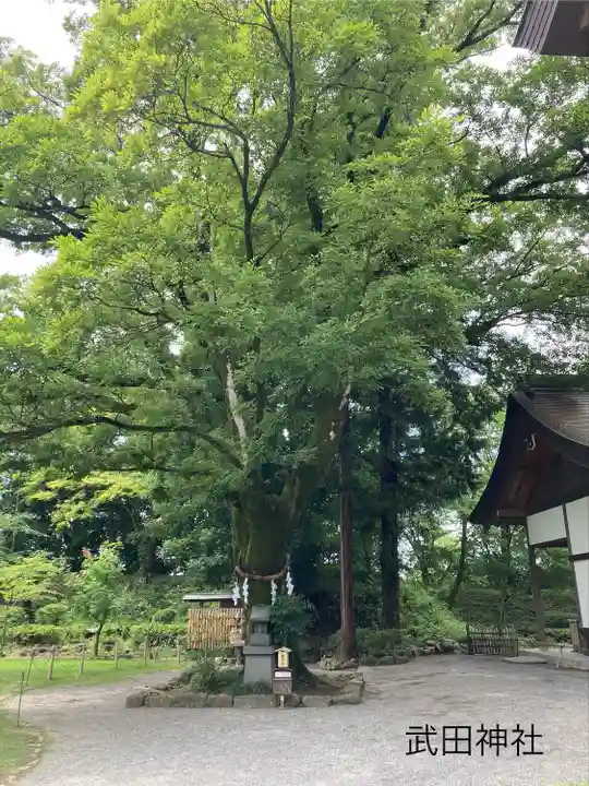 武田神社(山梨県)