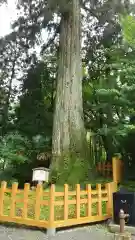 須山浅間神社の自然