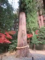 鹿嶋神社の自然