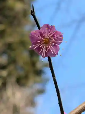 八幡神社(神奈川県)