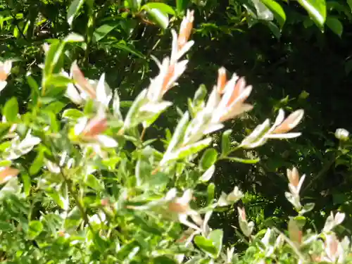黄梅院（円覚寺塔頭）の自然