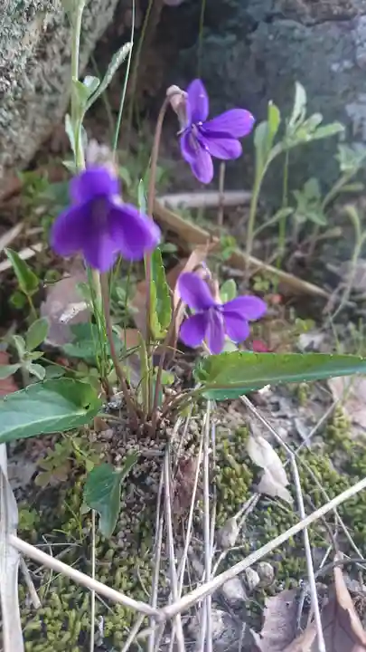 貴船神社の自然