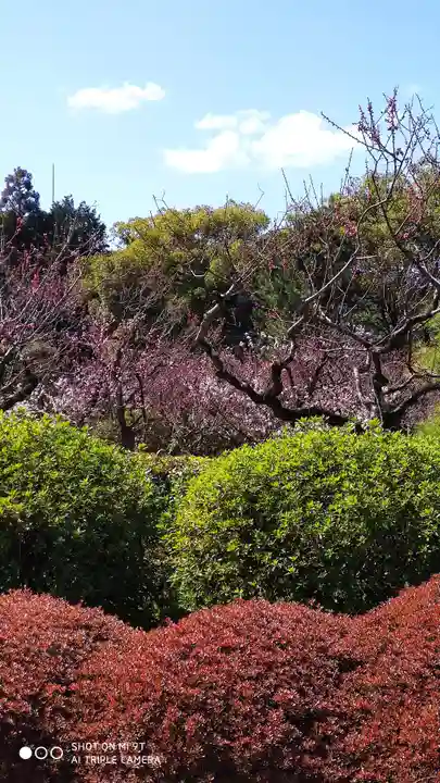 隨心院(随心院)の自然