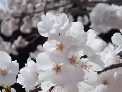 近江神宮の自然