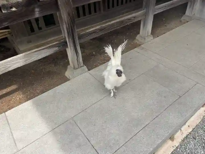 高屋敷稲荷神社の{uncategorized: "未分類", other: "その他", undefined: "問題あり", building: "その他建物", grave: "お墓", sacred_gate: "鳥居", guardian: "狛犬", statue: "像", buddha: "仏像", history: "歴史", nature: "自然", garden: "庭園", animal: "動物", pagoda: "塔", temizu: "手水舎", mountain_gate: "山門・神門", sanctuary: "本殿・本堂", subordinate: "末社・摂社", art: "芸術", scenery: "景色", jizo: "地蔵", ema: "絵馬", goshuin: "御朱印", omikuji: "おみくじ", items: "授与品その他", amulet: "お守り", goshuincho: "御朱印帳", eats: "食事", festival: "お祭り", votive_dance: "神楽", shichigosan: "七五三参", wedding: "結婚式", experience: "体験その他", initially: "初詣", around: "周辺", anti_infection: "感染症対策"}