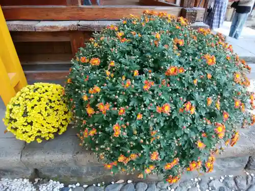 川越熊野神社の自然