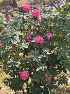 大生郷天満宮(茨城県)(2025年04月15日(火) 10時45分28秒投稿)