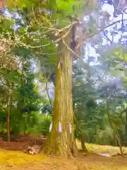 大宮神社の自然