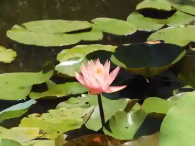 知恩院(京都府)