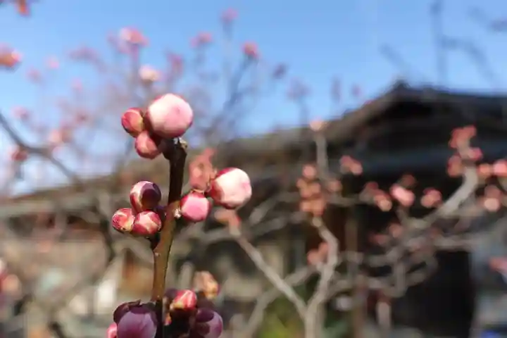 菅原天満宮(菅原神社)の自然