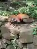 きつね