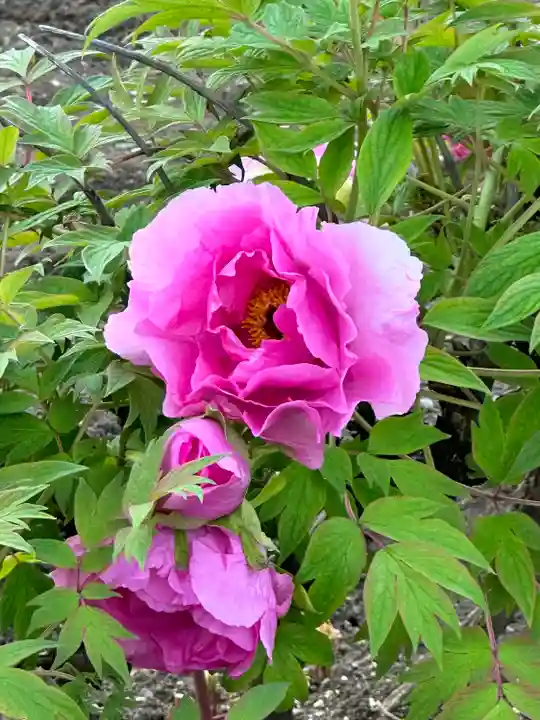 箭弓稲荷神社の自然