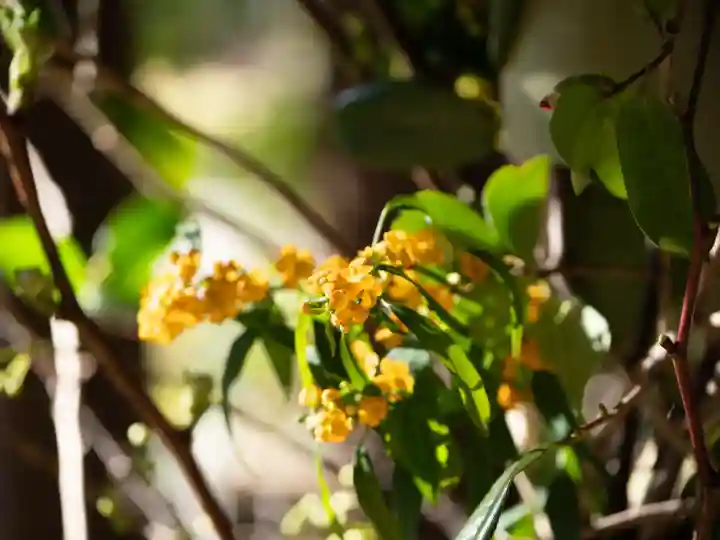 赤坂氷川神社の{uncategorized: "未分類", other: "その他", undefined: "問題あり", building: "その他建物", grave: "お墓", sacred_gate: "鳥居", guardian: "狛犬", statue: "像", buddha: "仏像", history: "歴史", nature: "自然", garden: "庭園", animal: "動物", pagoda: "塔", temizu: "手水舎", mountain_gate: "山門・神門", sanctuary: "本殿・本堂", subordinate: "末社・摂社", art: "芸術", scenery: "景色", jizo: "地蔵", ema: "絵馬", goshuin: "御朱印", omikuji: "おみくじ", items: "授与品その他", amulet: "お守り", goshuincho: "御朱印帳", eats: "食事", festival: "お祭り", votive_dance: "神楽", shichigosan: "七五三参", wedding: "結婚式", experience: "体験その他", initially: "初詣", around: "周辺", anti_infection: "感染症対策"}