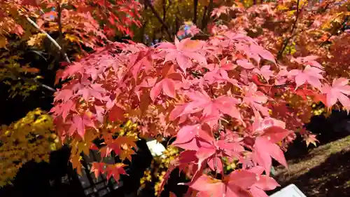 勝林寺(京都府)